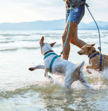 Dog Toys for Outdoors in Usa | Hippoisland.com