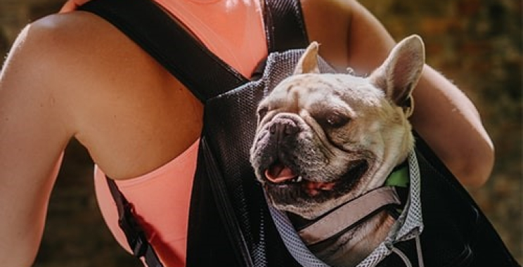 The best travel gear for dogs and safe, fun squeaky toys for pets