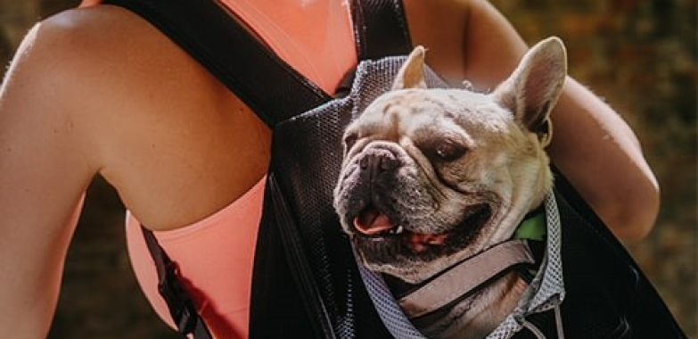 The best travel gear for dogs and safe, fun squeaky toys for pets The best travel gear for dogs and safe, fun squeaky toys for pets