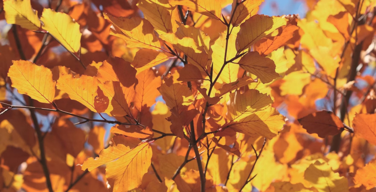 Stouffville sex therapy: confidential guidance for healthier intimacy