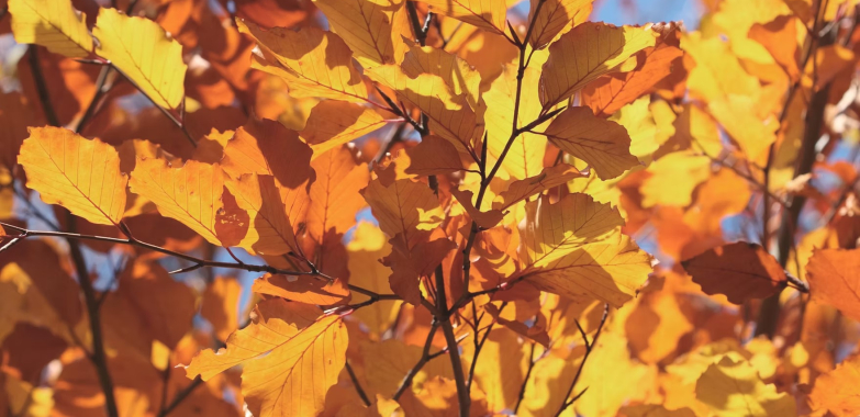 Stouffville sex therapy: confidential guidance for healthier intimacy