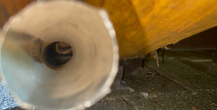 Rodent extermination Shohola: fast, local pest control