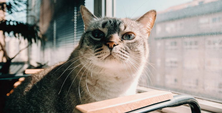 Octopus Sprinkler Toy – Buy Online in the UK