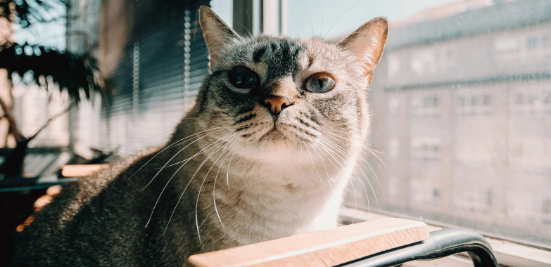 Octopus Sprinkler Toy – Buy Online in the UK