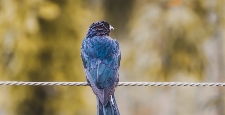 Octopus Sprinkler Toy – Buy Online in the UK
