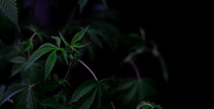 Your Bethesda MD cannabis dispensary: trusted, helpful, neighborhood