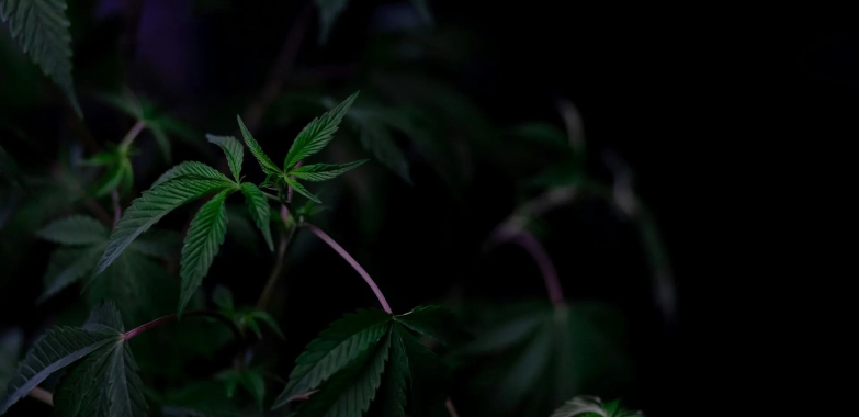 Your Bethesda MD cannabis dispensary: trusted, helpful, neighborhood