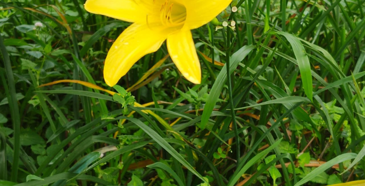 Peace Lily Plant: A Calm, Low-Maintenance Indoor Favorite