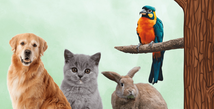 Cheap Vet in Qatar: Affordable Pet Care Near You