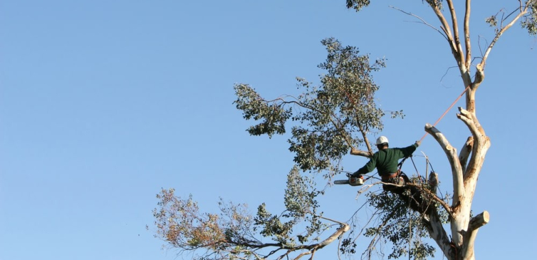 Top Tree Service in Elk Grove CA — Safe, Efficient & Affordable