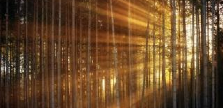 Placerville Tree Service: Safe, Expert Yard Care