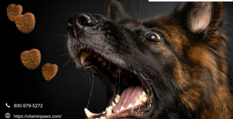 Probiotics For Dogs | Vitaminpaws.com