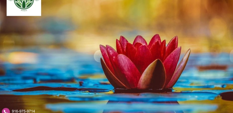 Rocklin Landscaping | Rocklinlandscapingpros.com