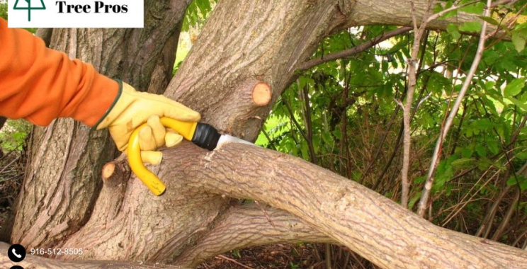 Get Safe and Efficient Solutions with Skilled tree removal elk grove Experts