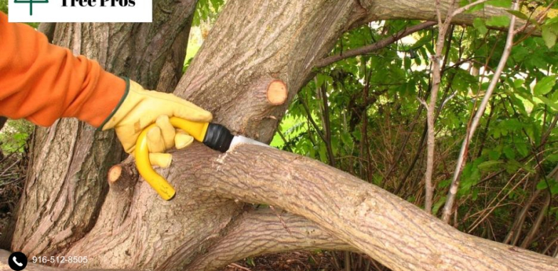 Get Safe and Efficient Solutions with Skilled tree removal elk grove Experts
