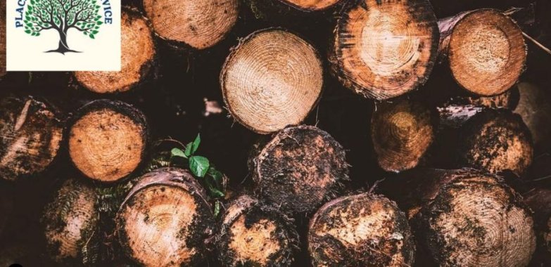 Maintain Shape and Health Easily with Expert tree trimming Placerville CA