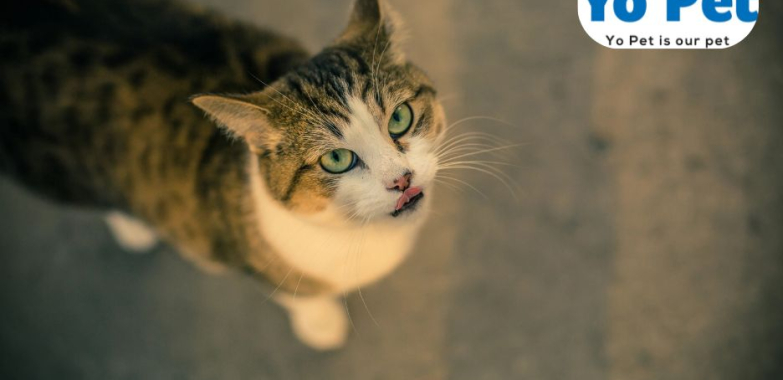 Online Cat Bedding Collection In Uk | Yopet.co.uk