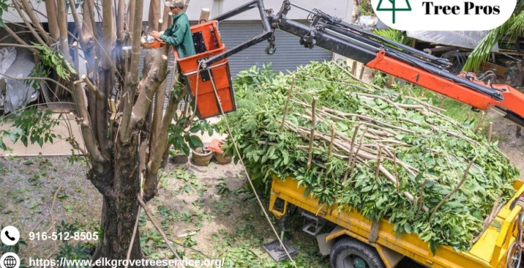 Keep Your Trees Healthy and Safe with Professional elk grove tree service