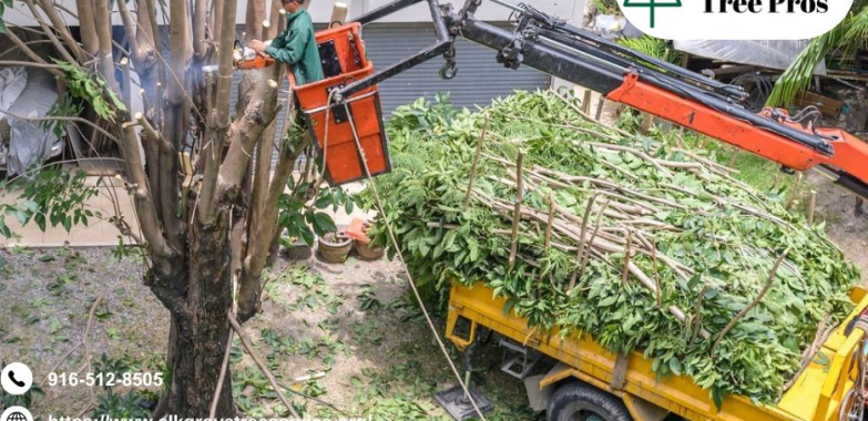 Keep Your Trees Healthy and Safe with Professional elk grove tree service