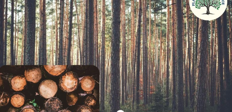 Protect Your Property and Garden with Reliable placerville tree services