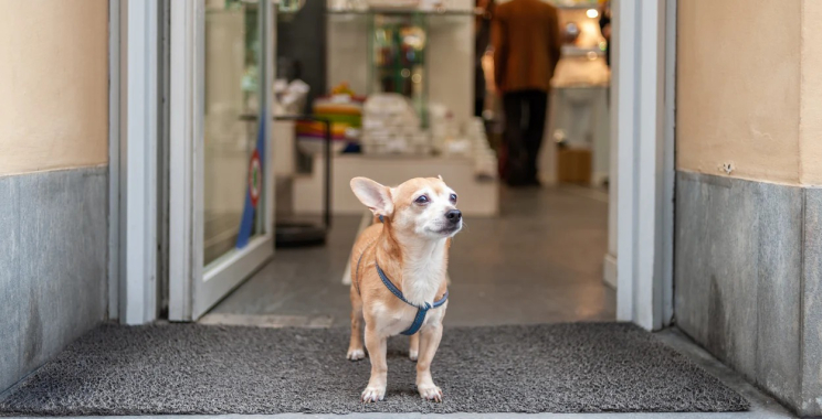 Octopus Sprinkler Toy Buy Online Uk | Yopet.co.uk