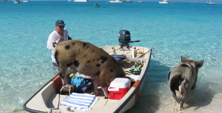 Discover a Golden Bahamian Day: Island Adventures & Crystal Waters