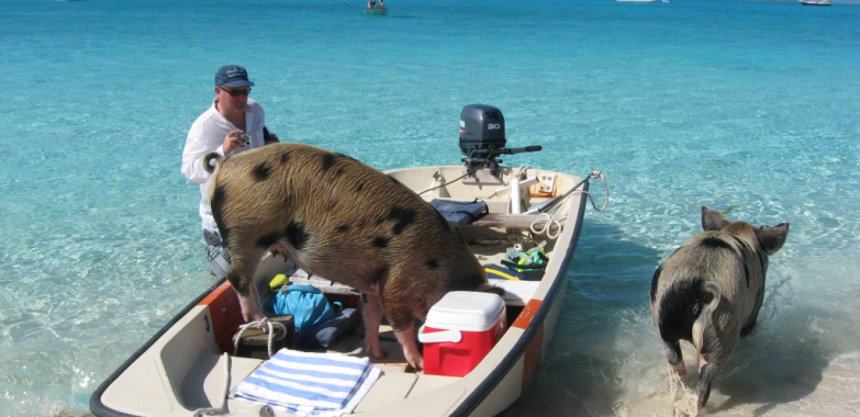 Discover a Golden Bahamian Day: Island Adventures & Crystal Waters