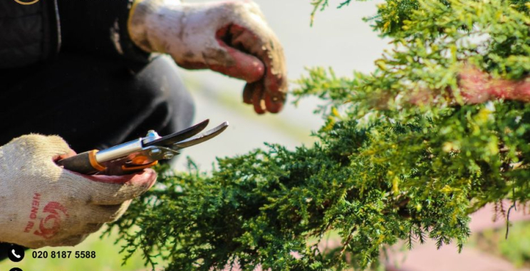 Transform Your Outdoors with Landscape Gardeners in South West London