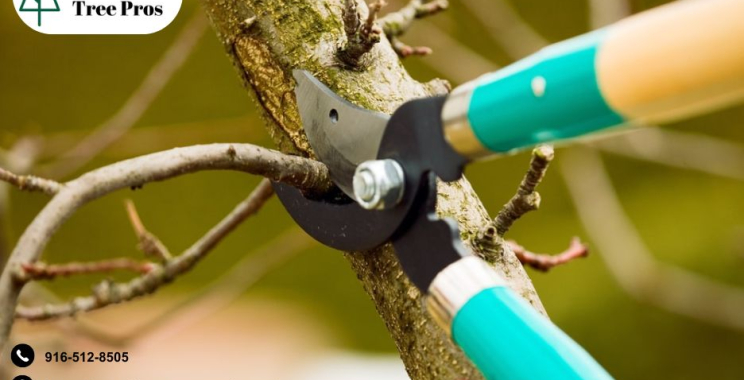 Professional Tree Service in Elk Grove, CA