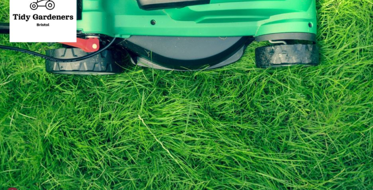 Expert Garden Care for a Lush, Low-Muss Maintenance Yard