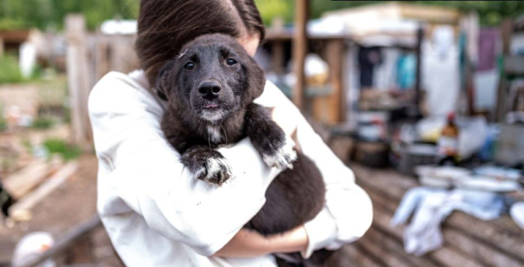 Find Nearby Kitten Playdates and Socialize Your Cute Climber