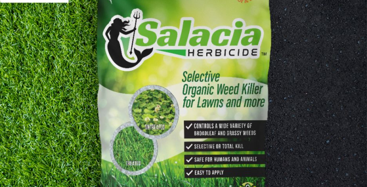 How to Identify and Care for Purple Wildflowers in Your Lawn