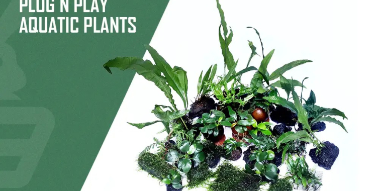 Shop the Best Online Aquarium Supplies for Your Tank