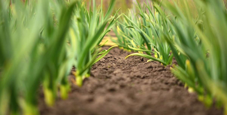 Premium Red Kidney Beans: Trusted Tanzanian Export Partners to China