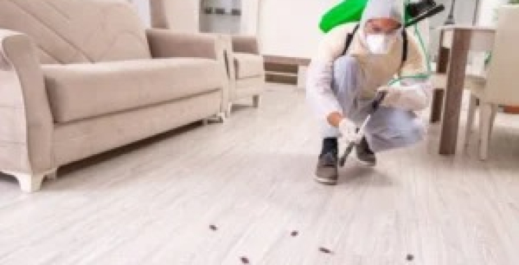 Effective local spider control technicians nearby