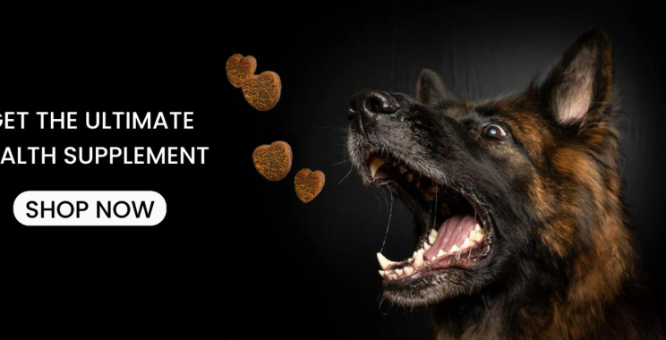 Supporting Your Dog’s Digestive Wellness: Practical Tips