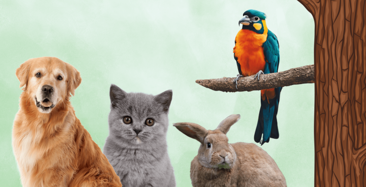 Top Veterinary Care in Doha: Trusted Pet Doctors You Can Rely On