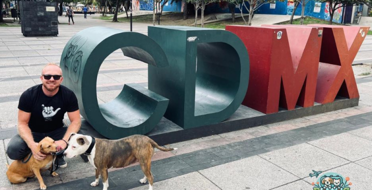 Smoothly import your pet to Mexico: essential tips and rules