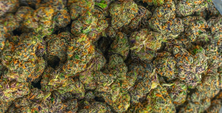 Premium THCA Flower – Fresh, Potent, Handpicked Buds