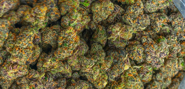 Premium THCA Flower – Fresh, Potent, Handpicked Buds