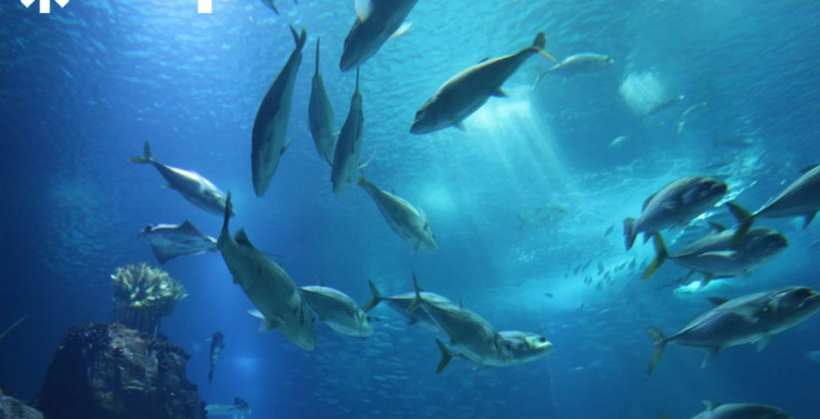 Premium Marine-Derived Collagen: Glow, Strength, Wellness