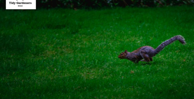 Professional Bristol Garden Clearance Experts | Clear, Green, Reliable