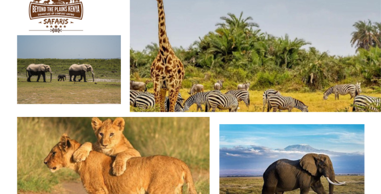 Experience a Remarkable East Africa Journey: Tailored Safari Experiences